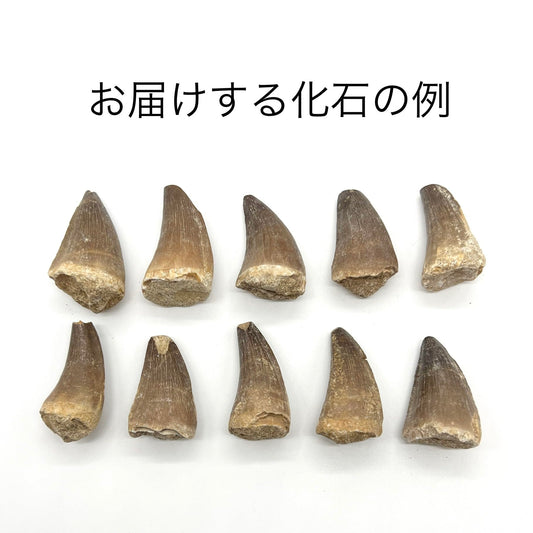 モササウルスの歯 約35mm 化石 標本ケース 固定用粘土付き 恐竜 爬虫類 本物 白亜紀 モロッコ産 mosa-35