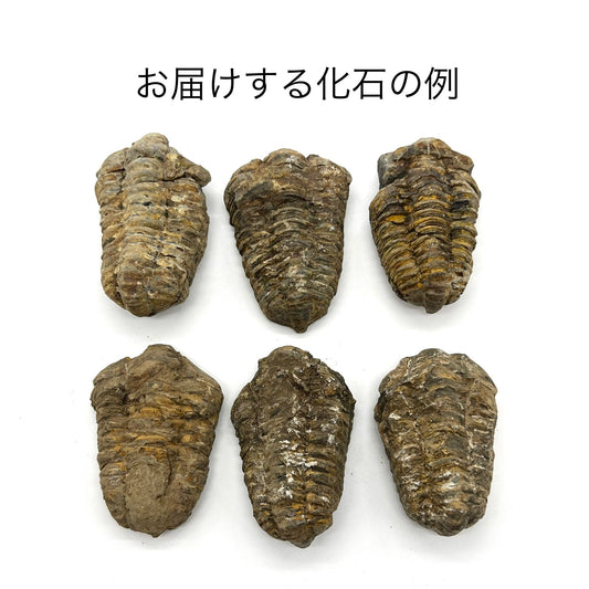 三葉虫 化石 恐竜 本物 古生代 モロッコ産 (8-10cm)