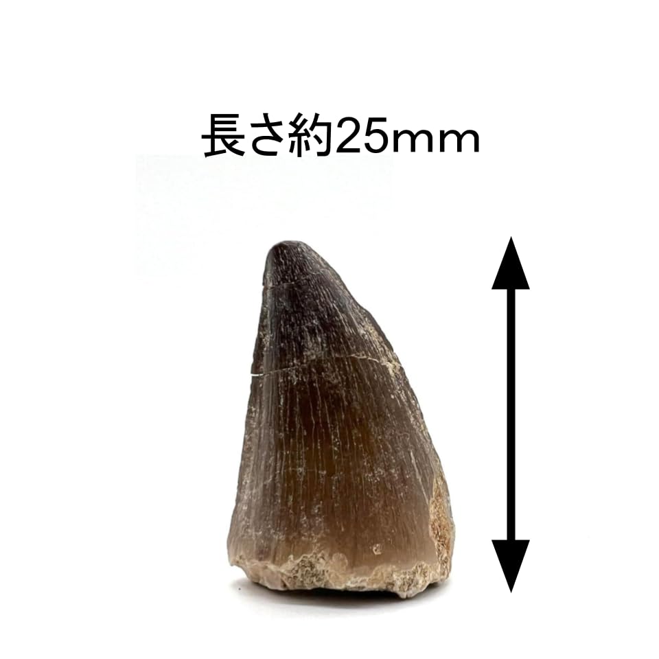 モササウルスの歯 約25mm 化石 標本ケース 固定用粘土付き 恐竜 爬虫類 本物 白亜紀 モロッコ産 mosa-25