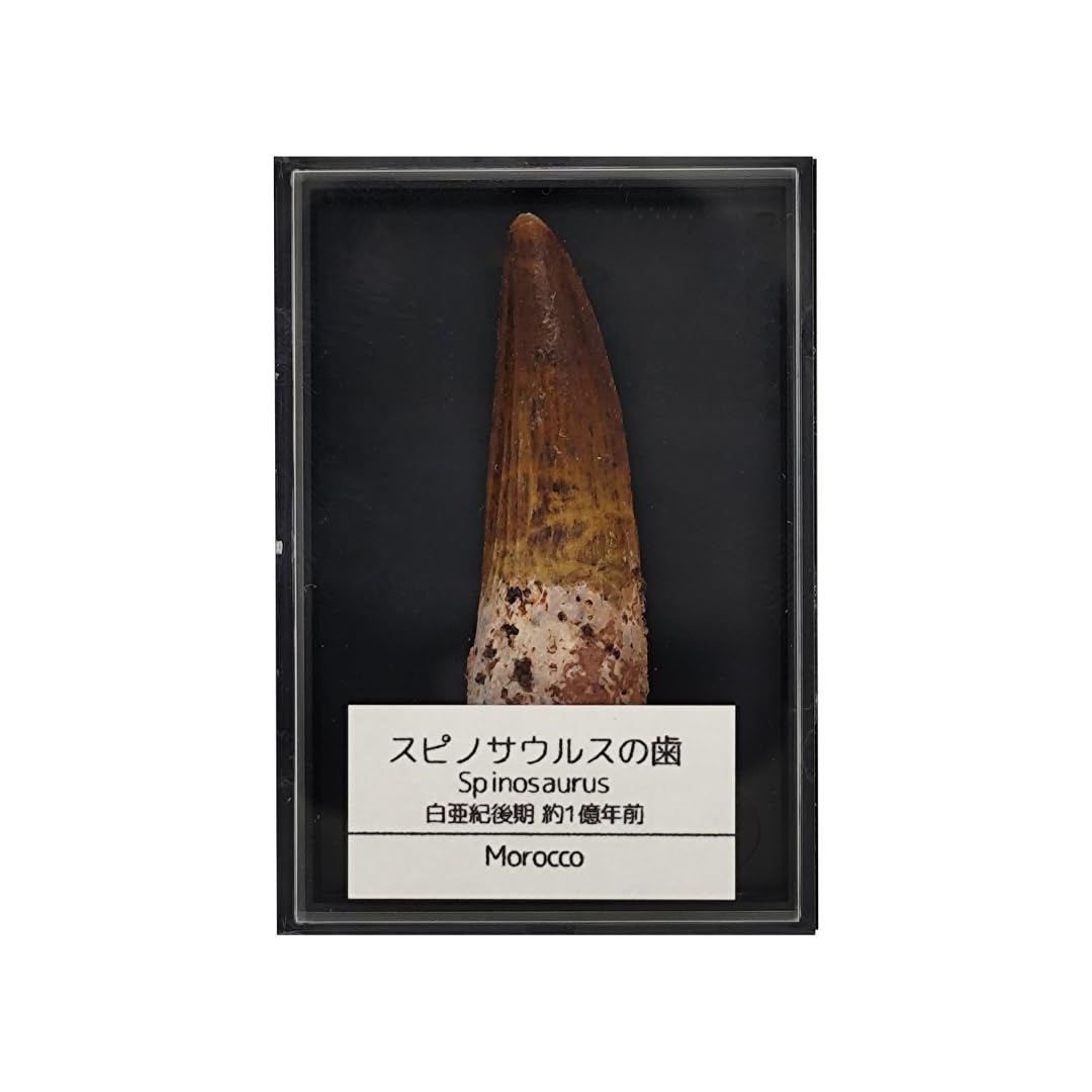 スピノサウルス 歯 化石 恐竜 本物 白亜紀 モロッコ産 (約40mm)
