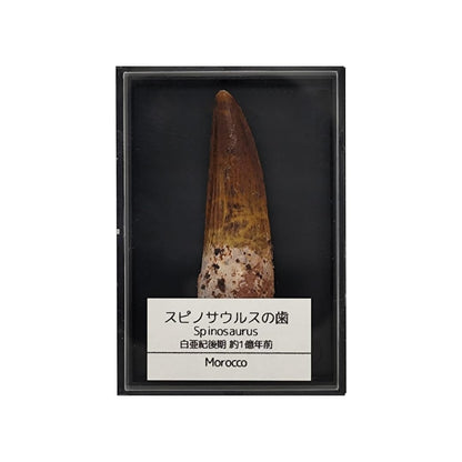 スピノサウルス 歯 化石 恐竜 本物 白亜紀 モロッコ産 (約40mm)