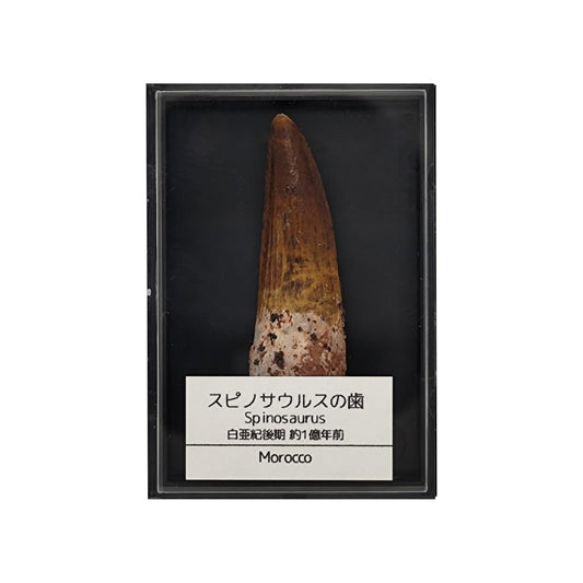 スピノサウルス 歯 化石 恐竜 本物 白亜紀 モロッコ産 (約40mm)