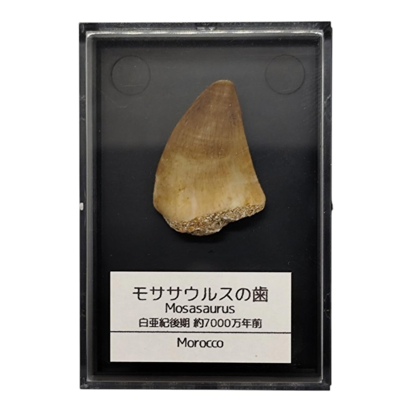 モササウルスの歯 約25mm 化石 標本ケース 固定用粘土付き 恐竜 爬虫類 本物 白亜紀 モロッコ産 mosa-25