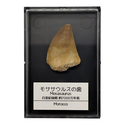 モササウルスの歯 約25mm 化石 標本ケース 固定用粘土付き 恐竜 爬虫類 本物 白亜紀 モロッコ産 mosa-25