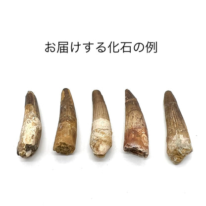 スピノサウルス 歯 化石 恐竜 本物 白亜紀 モロッコ産 約50mm