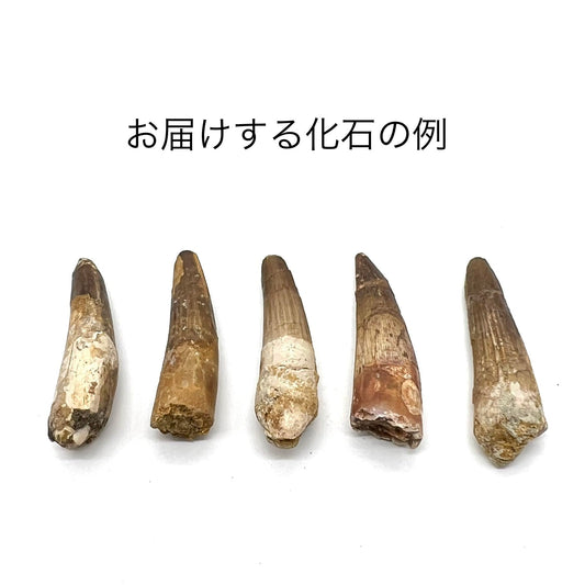 スピノサウルス 歯 化石 恐竜 本物 白亜紀 モロッコ産 約50mm