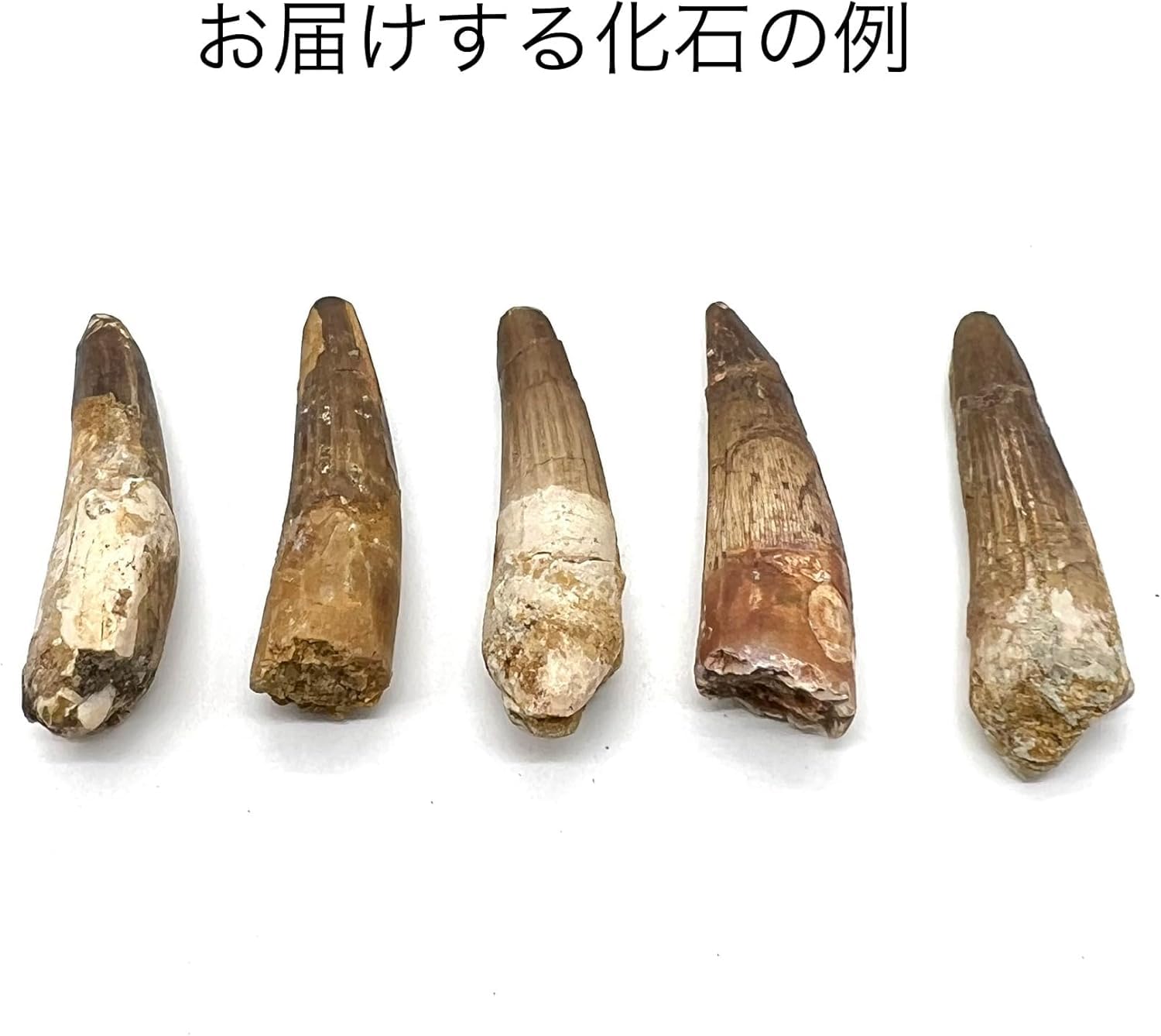 科学と歴史の雑貨店 葡萄屋