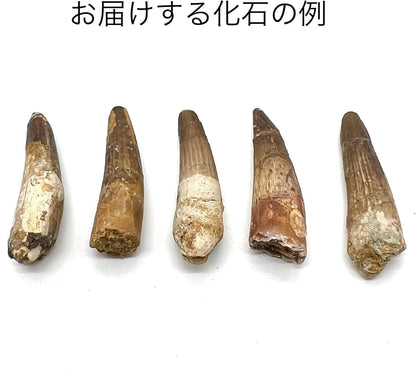スピノサウルス 歯 化石 恐竜 本物 白亜紀 モロッコ産 (約60mm)