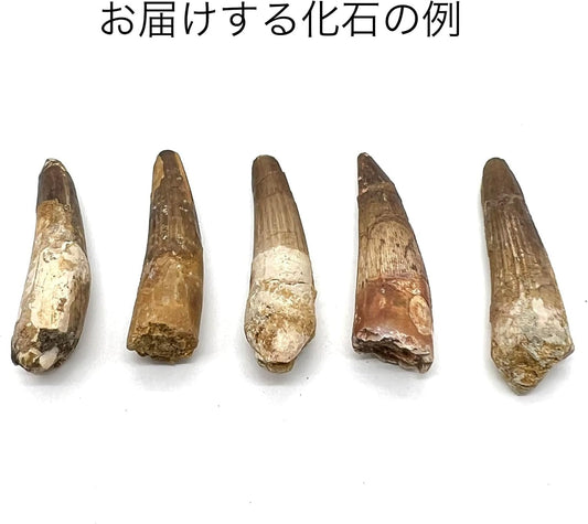 スピノサウルス 歯 化石 恐竜 本物 白亜紀 モロッコ産 (約60mm)