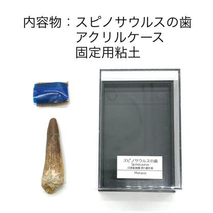 スピノサウルス 歯 化石 恐竜 本物 白亜紀 モロッコ産 約50mm