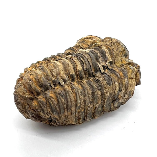 三葉虫 化石 恐竜 本物 古生代 モロッコ産 (8-10cm)