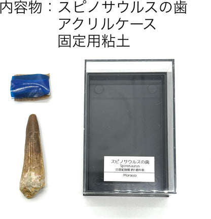 スピノサウルス 歯 化石 恐竜 本物 白亜紀 モロッコ産 (約40mm)