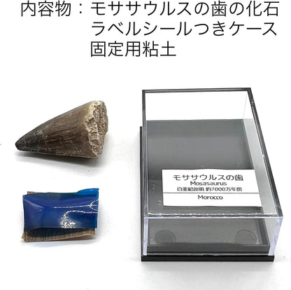 モササウルスの歯 約25mm 化石 標本ケース 固定用粘土付き 恐竜 爬虫類 本物 白亜紀 モロッコ産 mosa-25
