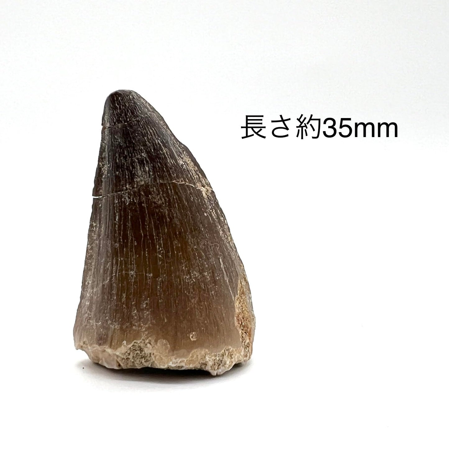 モササウルスの歯 約35mm 化石 標本ケース 固定用粘土付き 恐竜 爬虫類 本物 白亜紀 モロッコ産 mosa-35