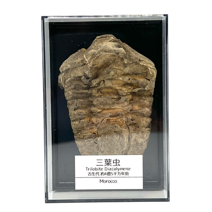 三葉虫 化石 恐竜 本物 古生代 モロッコ産 (5-7cm) ケース付き