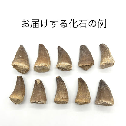 モササウルスの歯 約35mm 化石 標本ケース 固定用粘土付き 恐竜 爬虫類 本物 白亜紀 モロッコ産 mosa-35