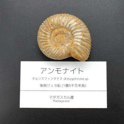 アンモナイト化石 オルソスフィンクテス 後期ジュラ紀 マダガスカル産 (30-40mm)