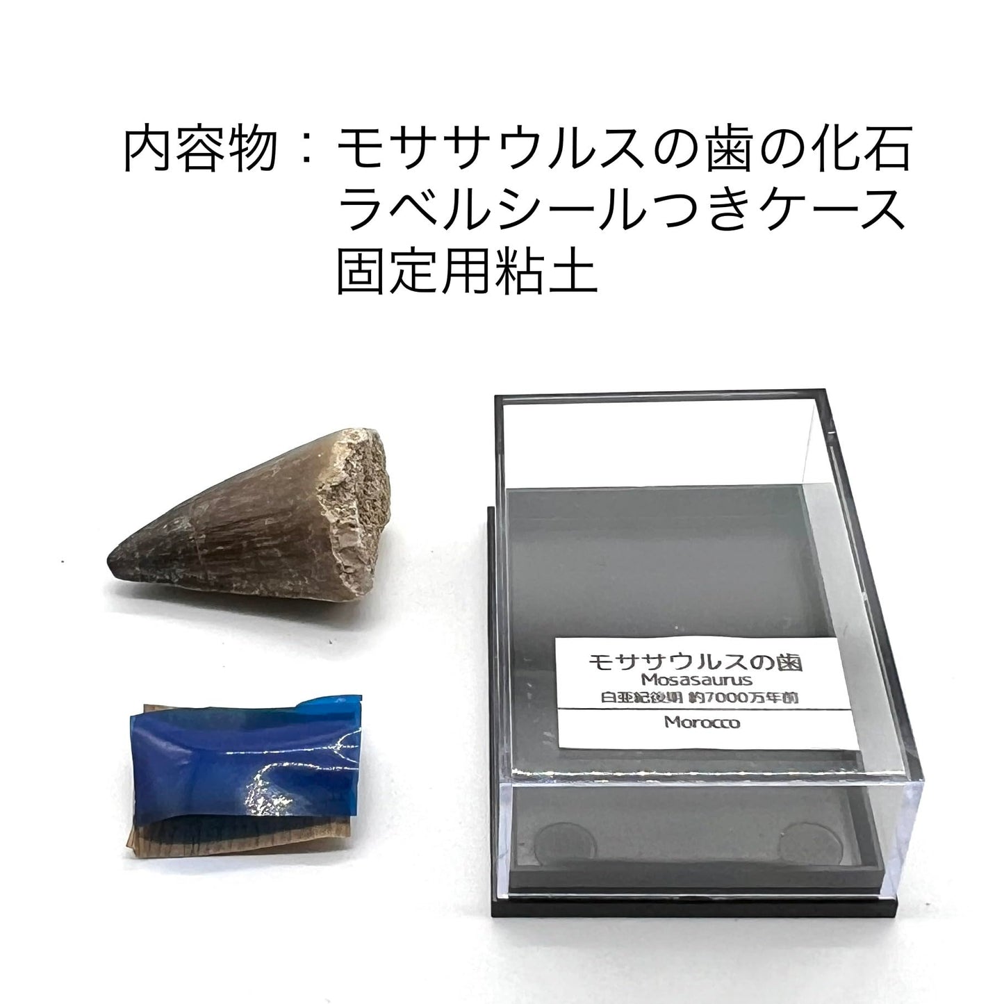 モササウルスの歯 約35mm 化石 標本ケース 固定用粘土付き 恐竜 爬虫類 本物 白亜紀 モロッコ産 mosa-35
