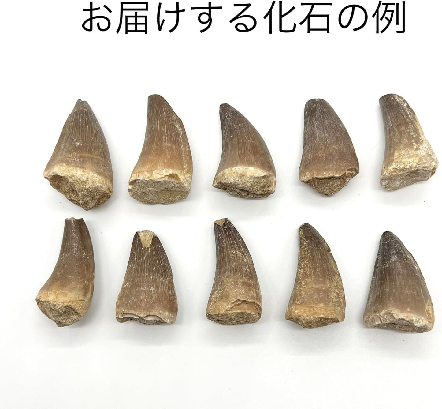 モササウルスの歯 約25mm 化石 標本ケース 固定用粘土付き 恐竜 爬虫類 本物 白亜紀 モロッコ産 mosa-25