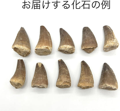 モササウルスの歯 約25mm 化石 標本ケース 固定用粘土付き 恐竜 爬虫類 本物 白亜紀 モロッコ産 mosa-25