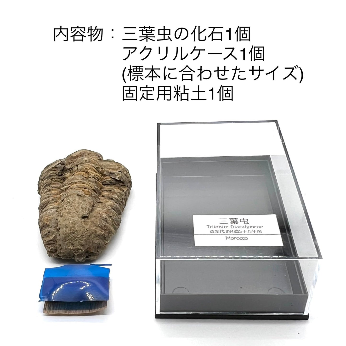 三葉虫 化石 恐竜 本物 古生代 モロッコ産 (4-5cm) ケース付き