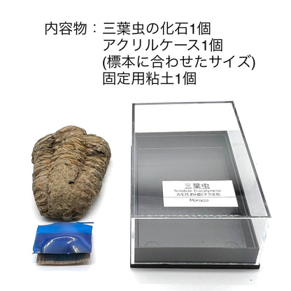 三葉虫 化石 恐竜 本物 古生代 モロッコ産 (4-5cm) ケース付き