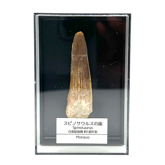 スピノサウルス 歯 化石 恐竜 本物 白亜紀 モロッコ産 約50mm