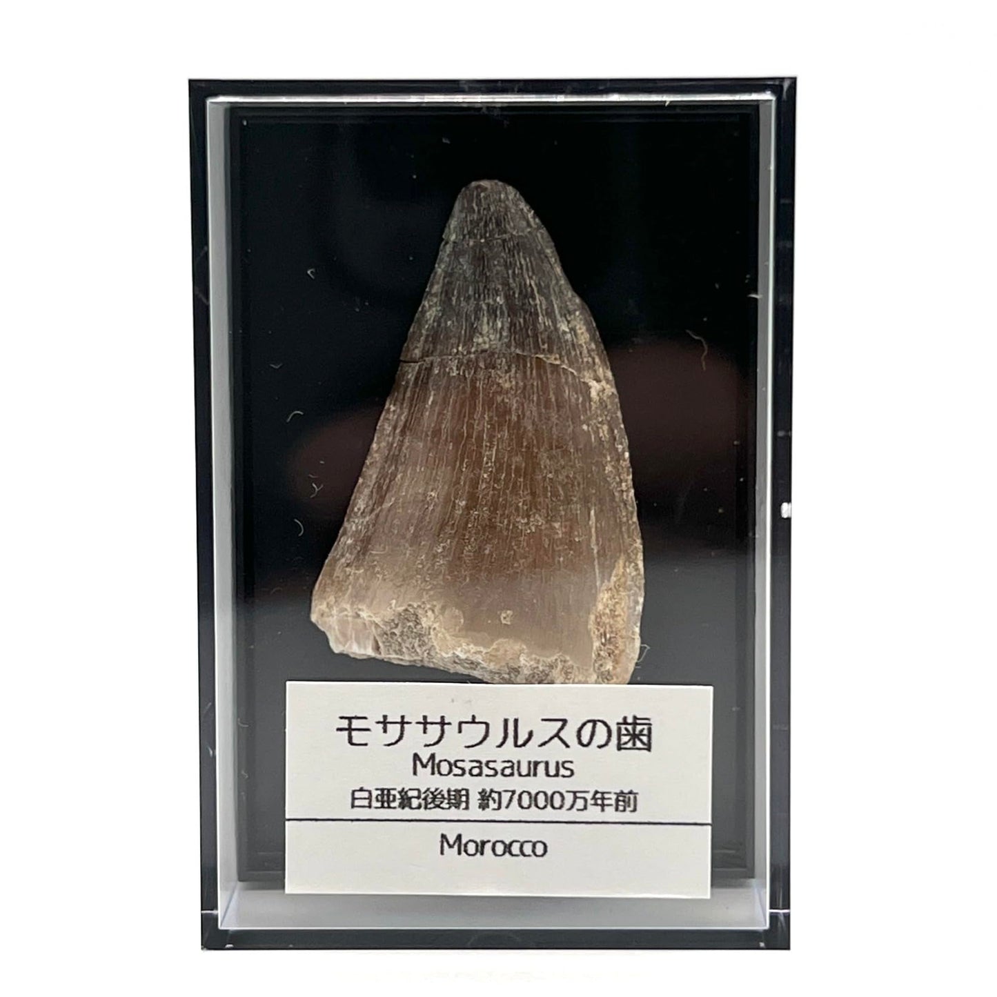 モササウルスの歯 約35mm 化石 標本ケース 固定用粘土付き 恐竜 爬虫類 本物 白亜紀 モロッコ産 mosa-35