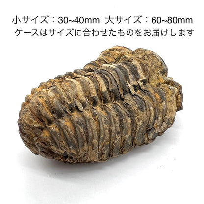 三葉虫 化石 恐竜 本物 古生代 モロッコ産 (4-5cm) ケース付き