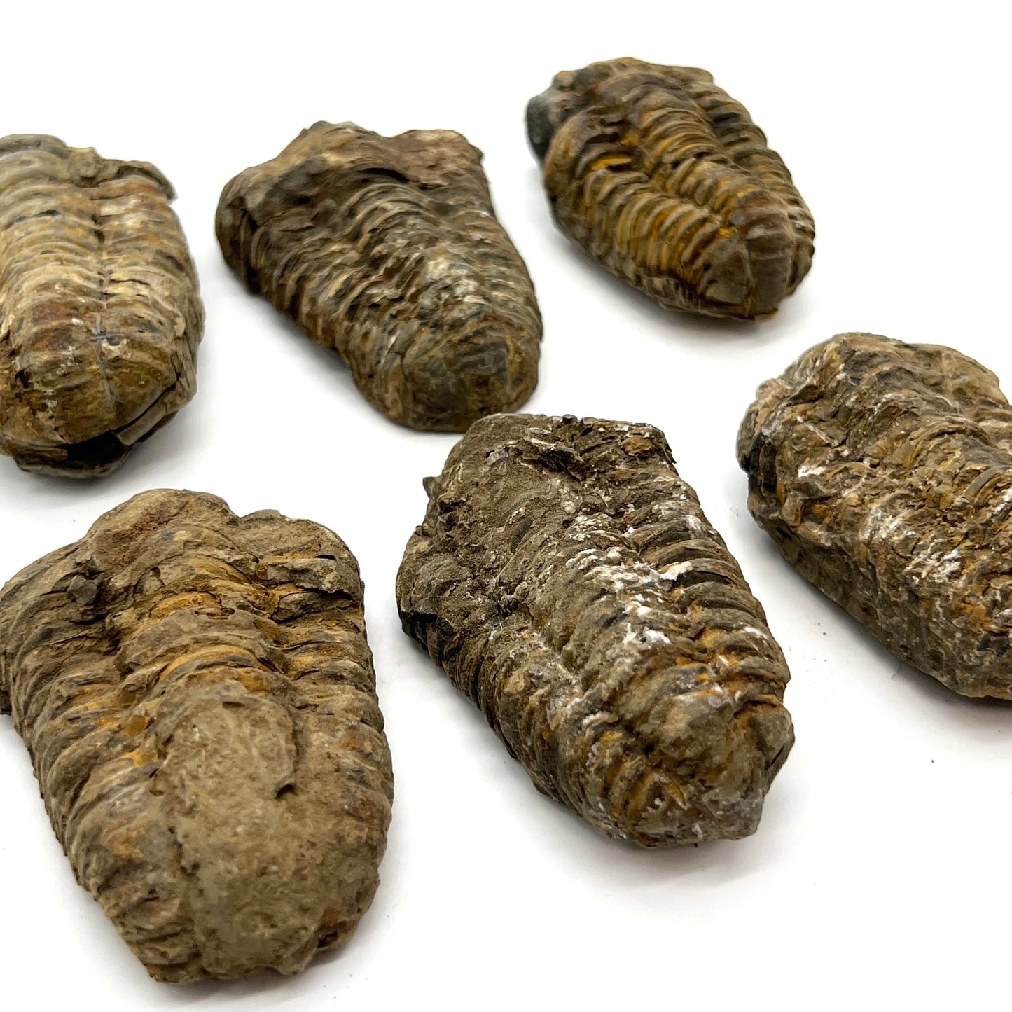三葉虫 化石 恐竜 本物 古生代 モロッコ産 (4-5cm) ケース付き