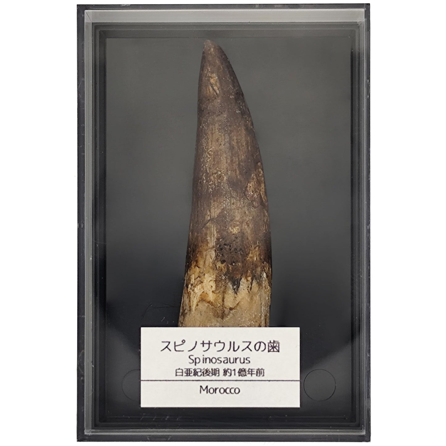 スピノサウルス 歯 化石 恐竜 本物 白亜紀 モロッコ産 (約60mm)