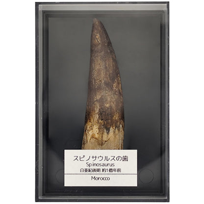 スピノサウルス 歯 化石 恐竜 本物 白亜紀 モロッコ産 (約60mm)