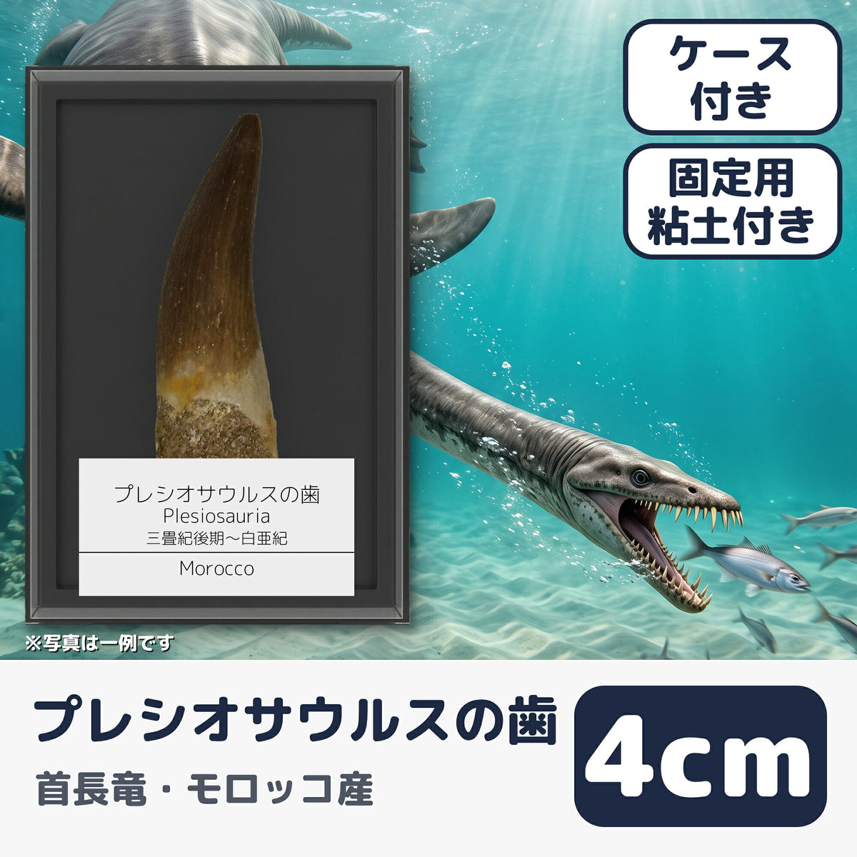 プレシオサウルス 歯 化石 首長竜 本物 モロッコ産 ケース付き (約40mm) (main)