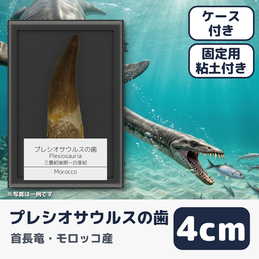 プレシオサウルス 歯 化石 首長竜 本物 モロッコ産 ケース付き (約40mm) (main)