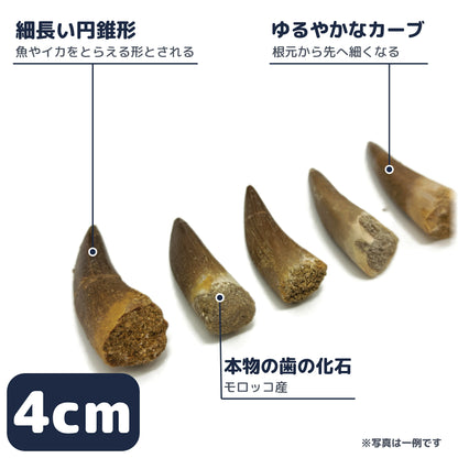 プレシオサウルス 歯 化石 首長竜 本物 モロッコ産 ケース付き (約40mm) (sub3)
