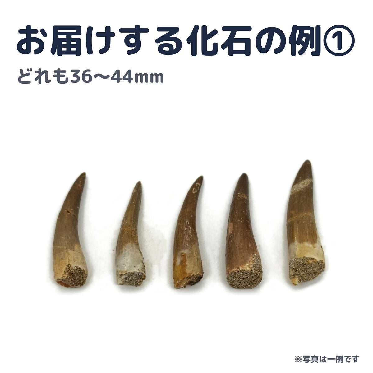 プレシオサウルス 歯 化石 首長竜 本物 モロッコ産 ケース付き (約40mm) (sub4)
