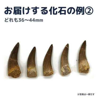 プレシオサウルス 歯 化石 首長竜 本物 モロッコ産 ケース付き (約40mm) (sub5)