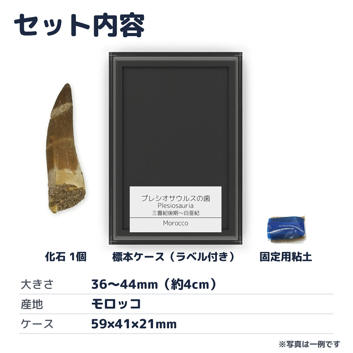 プレシオサウルス 歯 化石 首長竜 本物 モロッコ産 ケース付き (約40mm) (sub7)