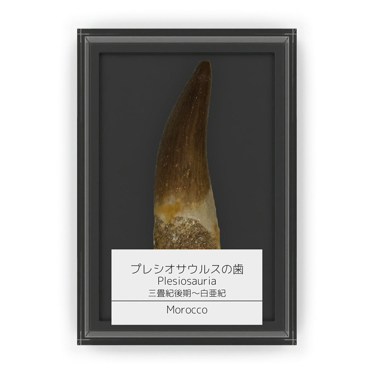 プレシオサウルス 歯 化石 首長竜 本物 モロッコ産 ケース付き (約40mm) (sub8)