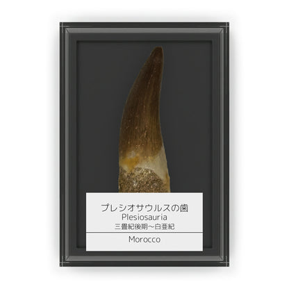 プレシオサウルス 歯 化石 首長竜 本物 モロッコ産 ケース付き (約40mm) (sub8)