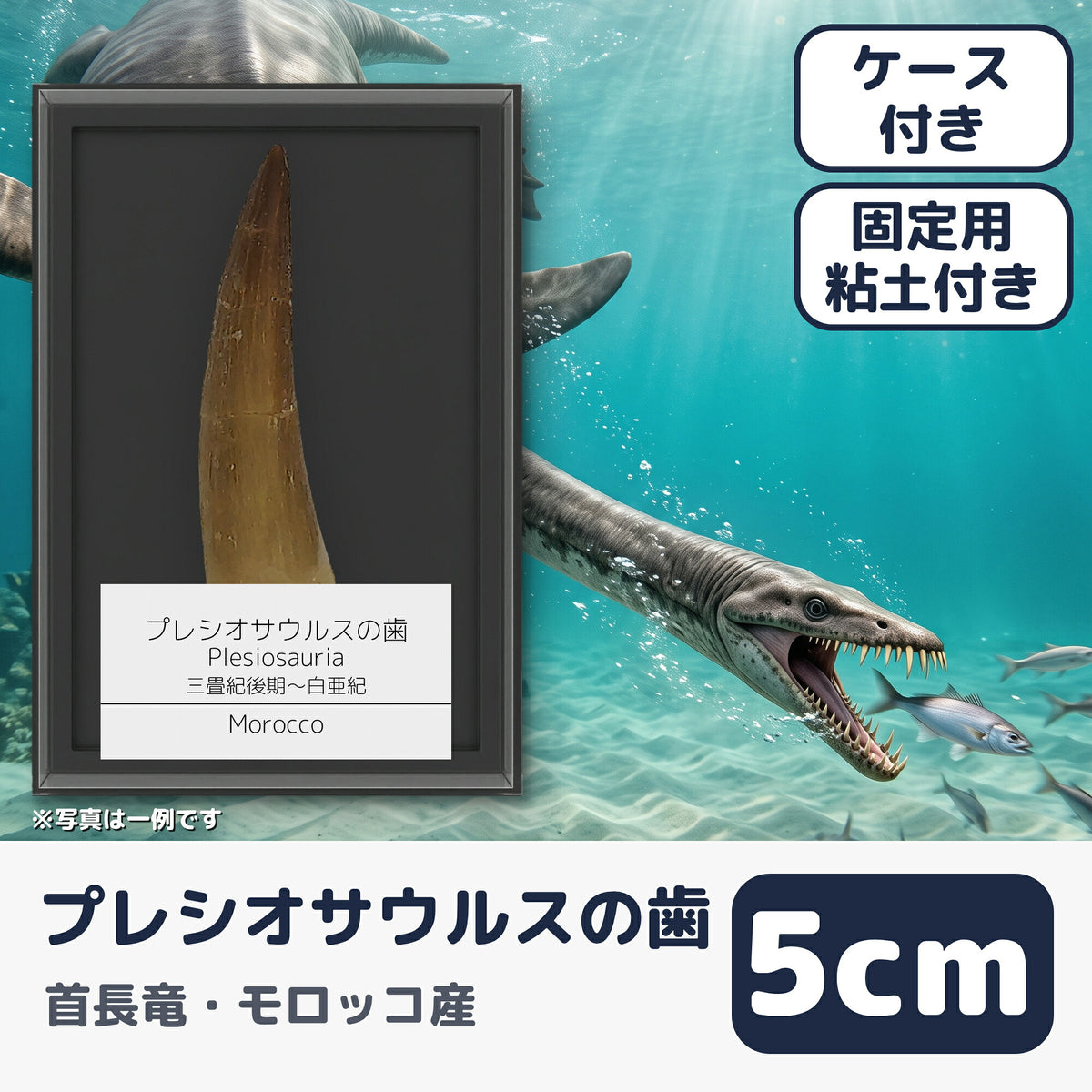 プレシオサウルス 歯 化石 首長竜 本物 モロッコ産 ケース付き (約50mm) (main)