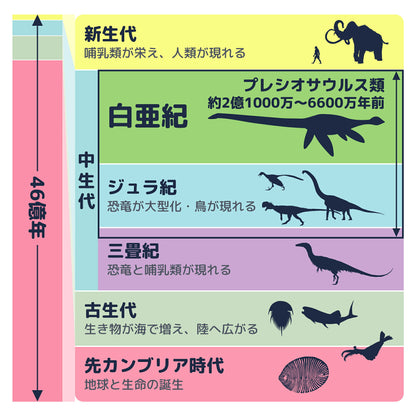 プレシオサウルス 歯 化石 首長竜 本物 モロッコ産 ケース付き (約50mm) (sub2)
