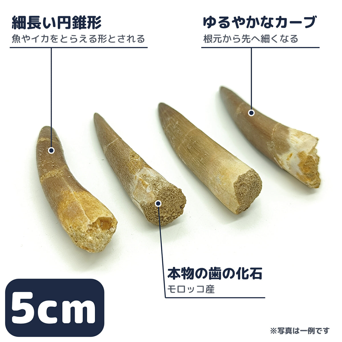 プレシオサウルス 歯 化石 首長竜 本物 モロッコ産 ケース付き (約50mm) (sub3)