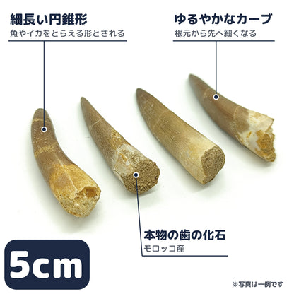 プレシオサウルス 歯 化石 首長竜 本物 モロッコ産 ケース付き (約50mm) (sub3)