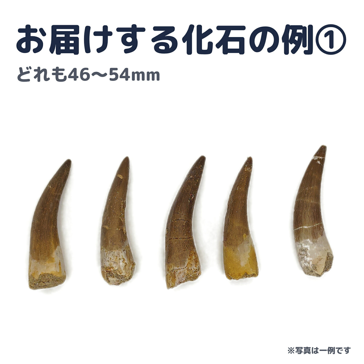 プレシオサウルス 歯 化石 首長竜 本物 モロッコ産 ケース付き (約50mm) (sub4)