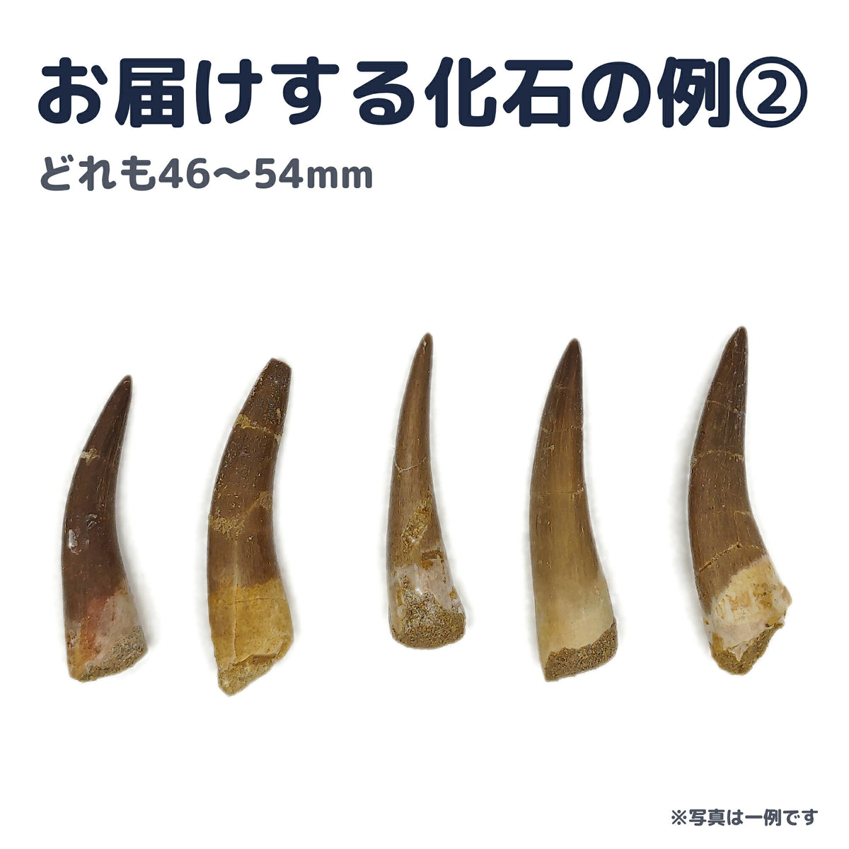 プレシオサウルス 歯 化石 首長竜 本物 モロッコ産 ケース付き (約50mm) (sub5)