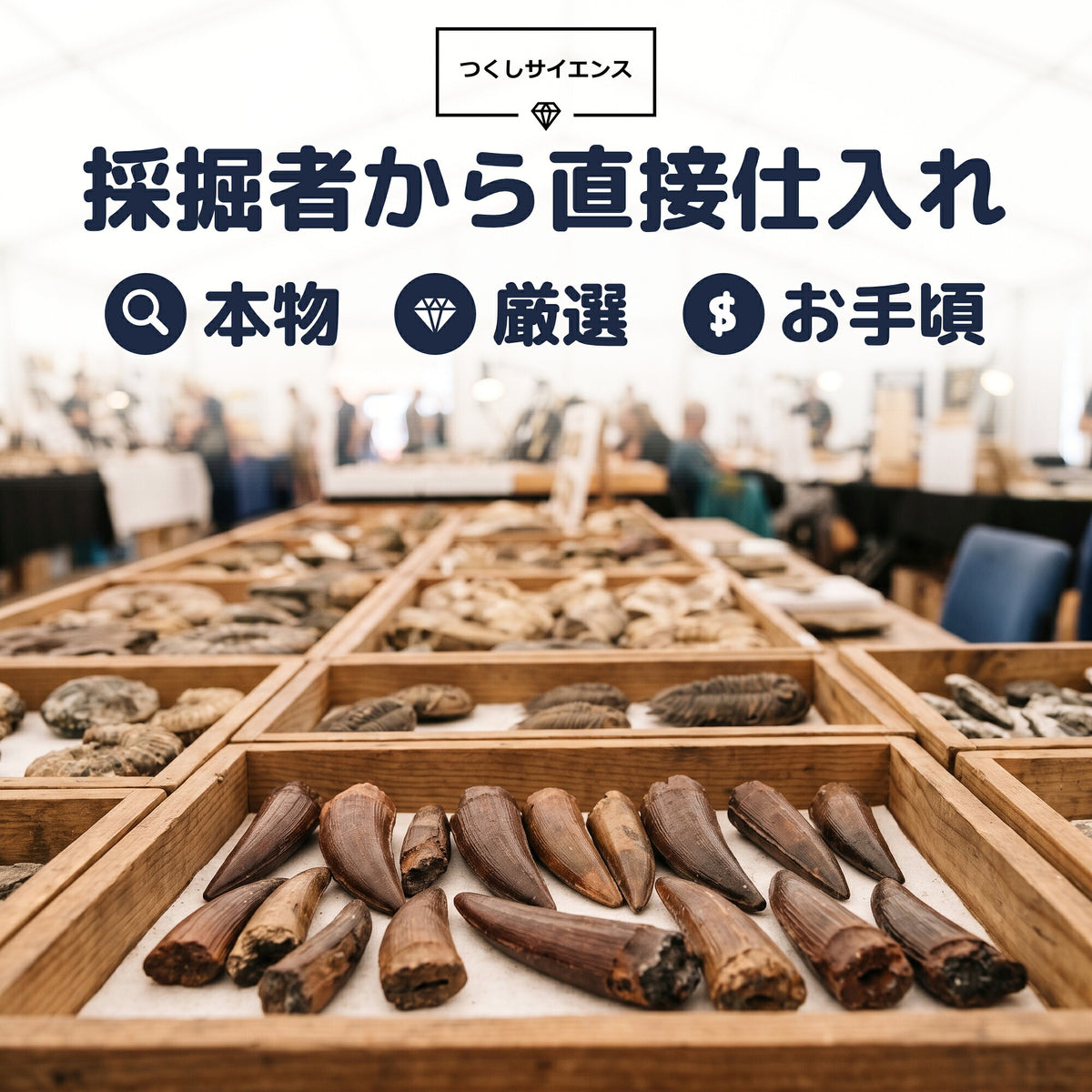 プレシオサウルス 歯 化石 首長竜 本物 モロッコ産 ケース付き (約50mm) (sub6)