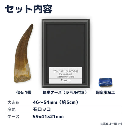 プレシオサウルス 歯 化石 首長竜 本物 モロッコ産 ケース付き (約50mm) (sub7)