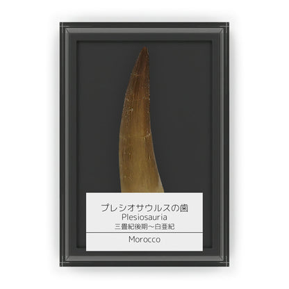 プレシオサウルス 歯 化石 首長竜 本物 モロッコ産 ケース付き (約50mm) (sub8)