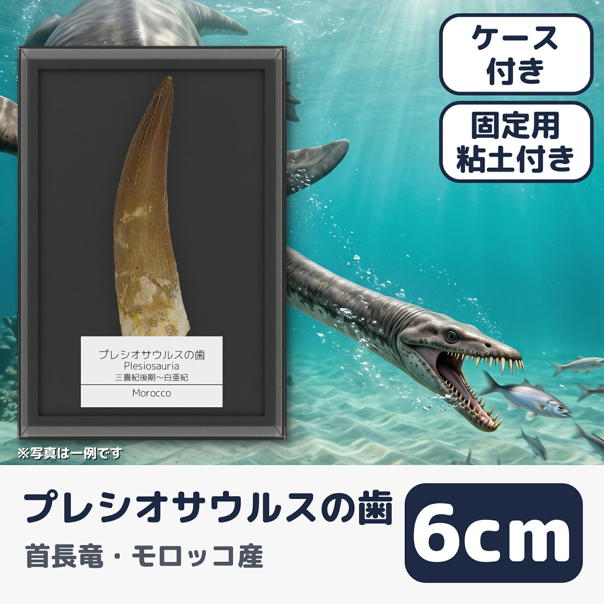 プレシオサウルス 歯 化石 首長竜 本物 モロッコ産 ケース付き (約60mm) (main)